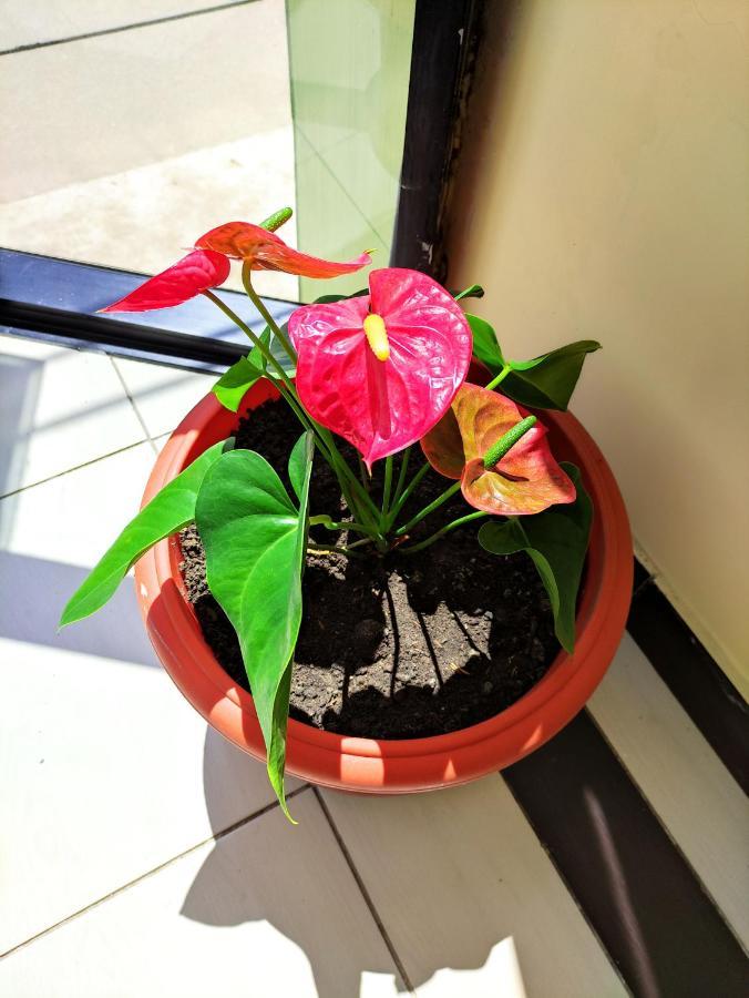 Hotel Tambopata Inn 푸에르토말도나도 외부 사진
